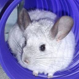 California Chins Chinchilla Rescue Organization